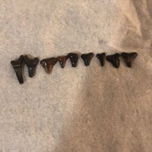 Sharks teeth